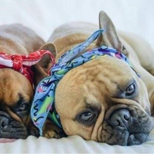 FreshPawz 90’s Throwback Jersey Mesh Pet Cooling Bandana